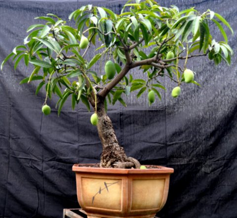 Make Bonsai which are available GUDIPADWA