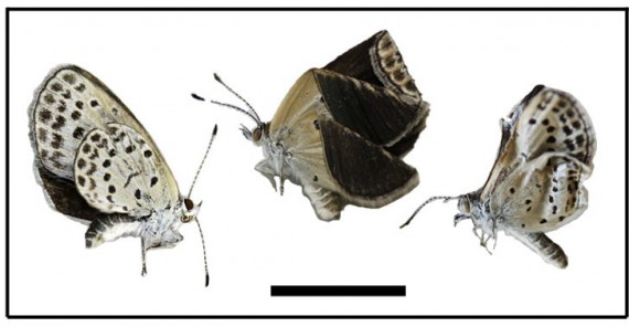 japon - Las Margaritas mutantes en Japón no son una buena señal Fukushima-butterflies-570x296