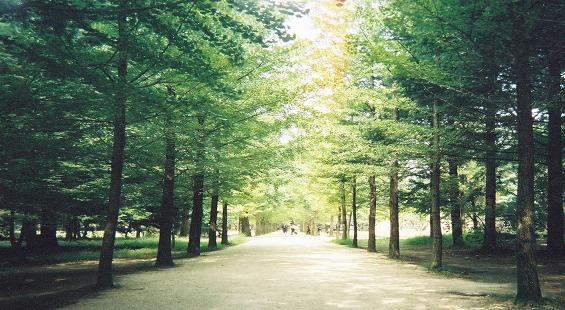 Pinus, Pohon Cinta di Korea Nami_Island