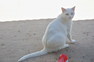 Gatas Hembra de ANCAT 2012. Badajoz (PE) Fotos%20Gatos%20Agosto%202011%20%2866%29