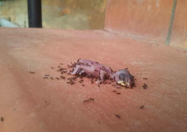  شاهدو الصورماذا فعل النمل بهذه الجثه للفرخ الصغير %D8%B7%C2%AF2