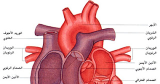 دراسة: حدة ألم الصدر ليست مؤشراً على الإصابة بنوبة قلبية  Smal320101715522