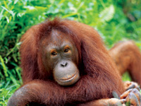 أجمل المواقع السياحية في ماليزيا Orangutan