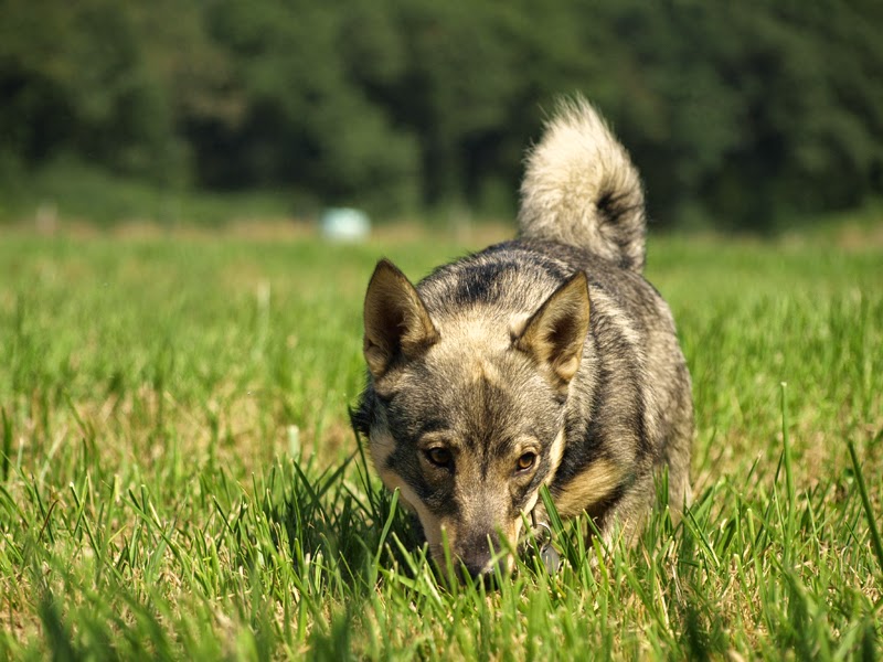 Photographie d'animaux - conseils pour devenir un pro ! - Page 18 3