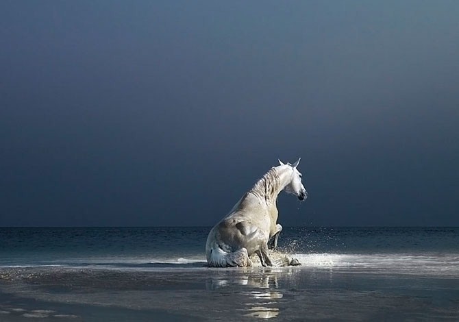 لمحبي الخيول Horse-Photography-by-Tim-Flach-3