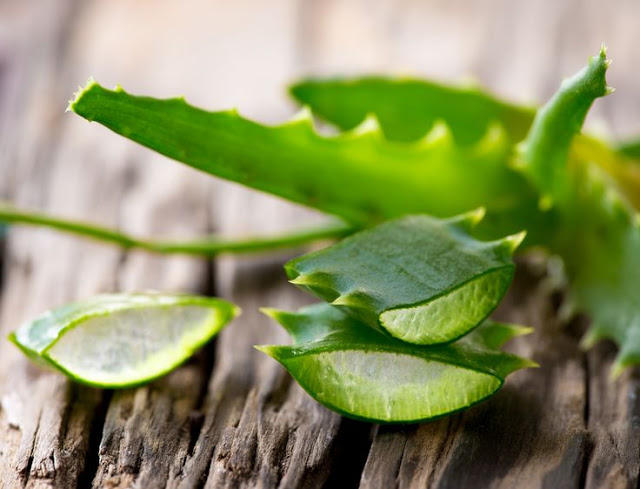 Aloe Vera And Why Egyptians Called It The “Plant Of Immortality”  Aloe%2Bvera