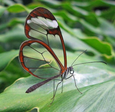 الحيوانات الشفافة في عيوننا Glass-Wing-Butterfly.jpg.492x0_q85_crop-smart