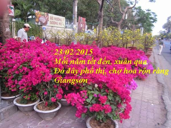  23/02/2015 {KÝ ỨC}: CHỢ HOA DỊP TẾT Copy%2Bof%2B16%2B%28Copy%29