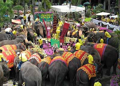يوم الفيل التايلاندي The Elephant Day. E3