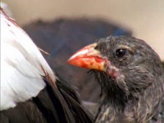 Inilah 10 Vampir yang Benar-Benar Ada    Vampire-Finches