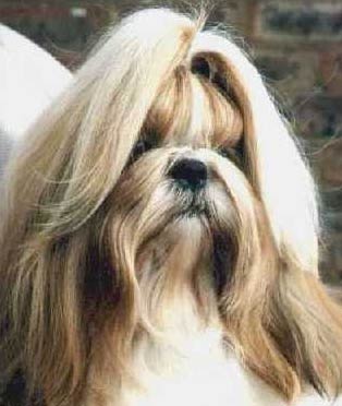 أنواع الكلاب الزينة .... موسوعة كلاب الزينة Cute_Shih_Tzu_dogs_pictures_3