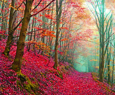 Bosque-Bosque Tumblr_lqi5ka09El1qi23vmo1_500_large