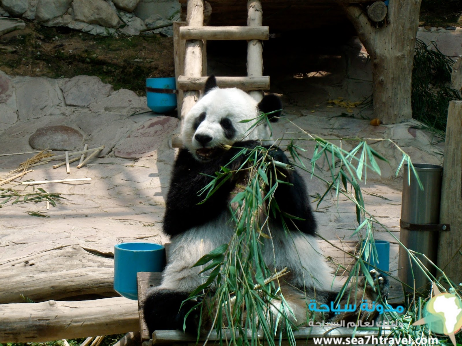 مدينة شيانج ماي تايلاند......... Chiang-Mai-Panda