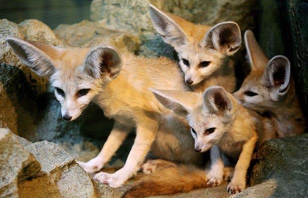 الفنك  رمز  من رموز الجزائر Fennec-Fox_1471118i