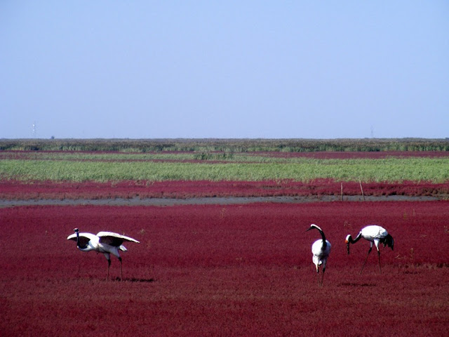 Red Beach in Panjin  Panjin-red-beach-122