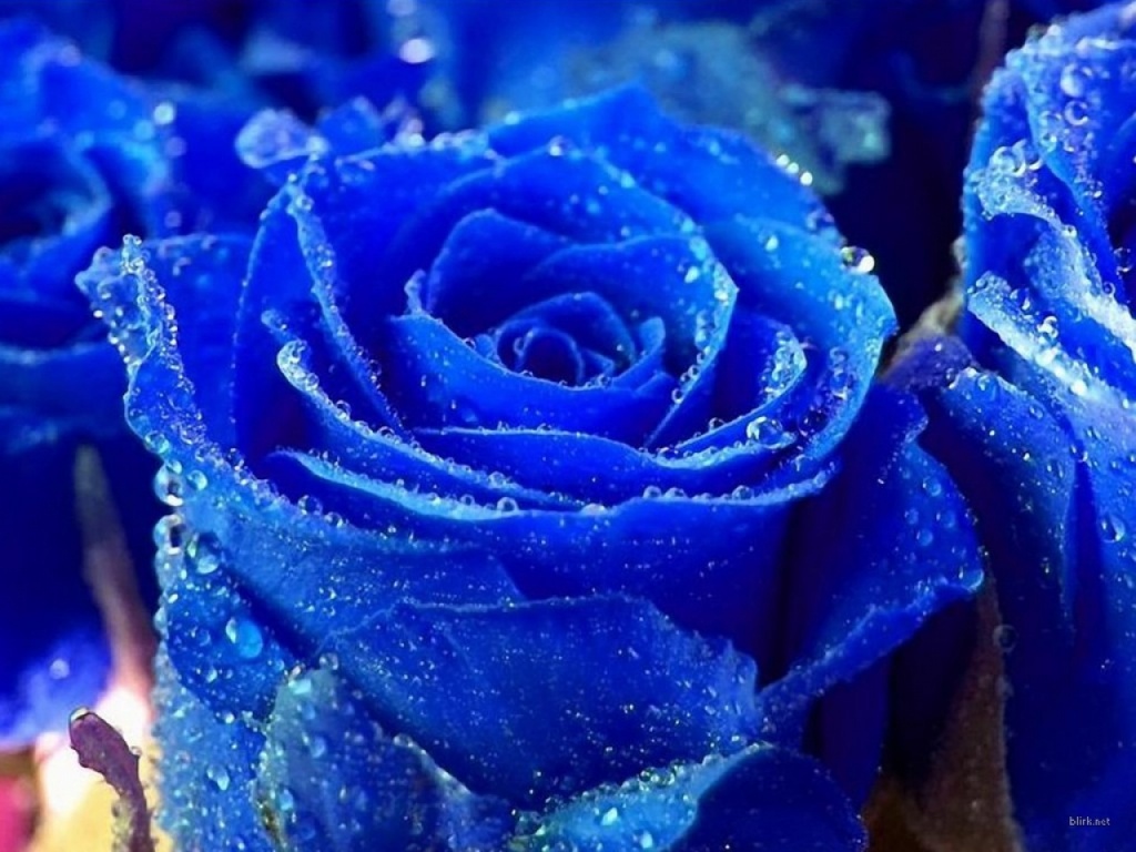 AQUI TODOS SOMOS ESTRELLAS Rosa_Azul