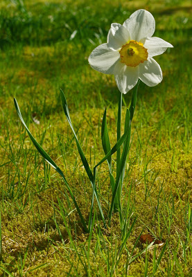 La légende de Narcisse IMGP9895narcisse