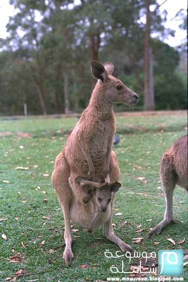 الحيوان الذي لا يشرب الماء وإذا شربه مات Kangaroo20485081