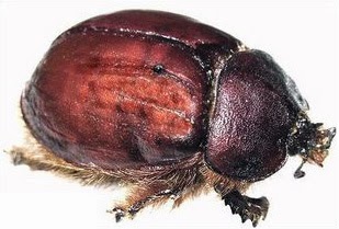 هل تعلم أن هناك حشرة نأكلها كل يوم دون علم ؟؟؟ Cochineal_beetle