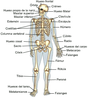 Ticcy Polet. Esqueleto_humano