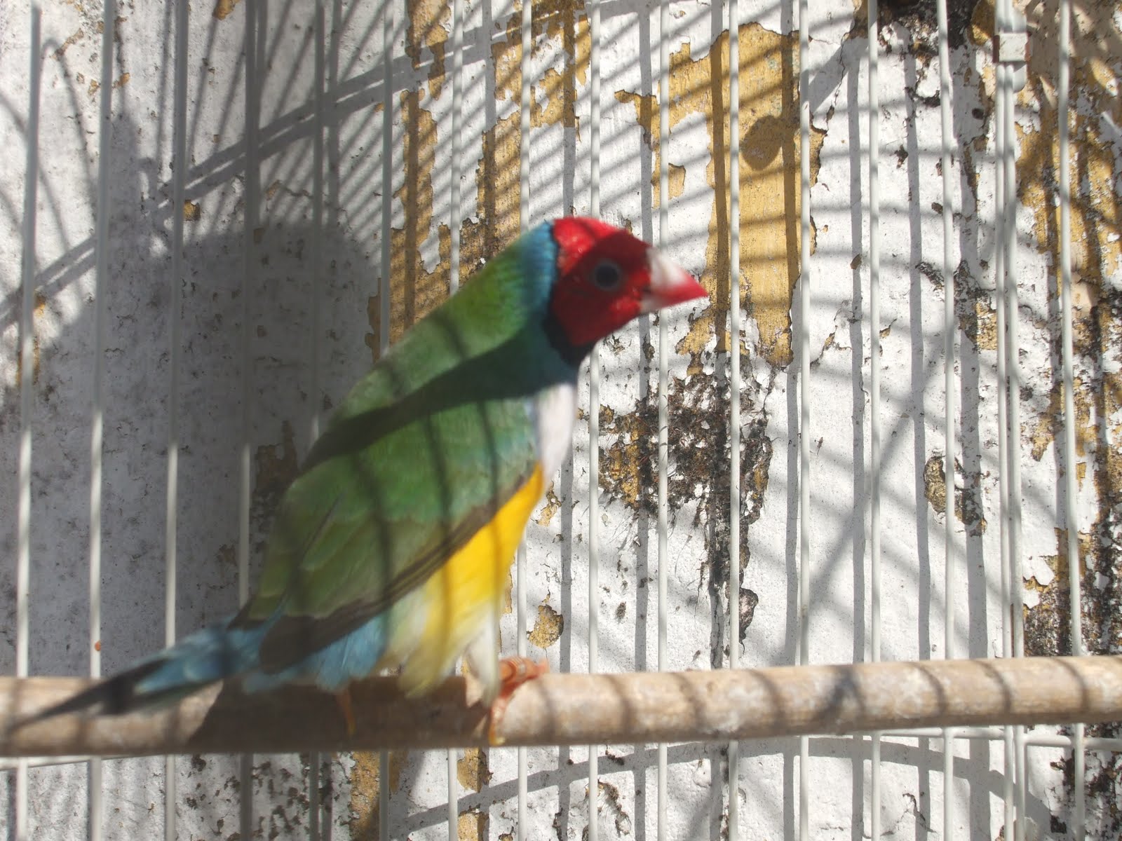 Macho de Diamante de Gould  DSCF5930