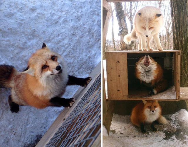 قرية الثعالب فى(اليابان) - صفحة 2 Zao-fox-village-japan-1