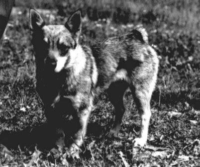 Spitz des Wisigoths, Swedish Vallhunt, Vastgötaspets Tessan