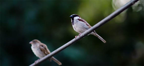 اجمل صور الطيور روعه Bird_photography_26