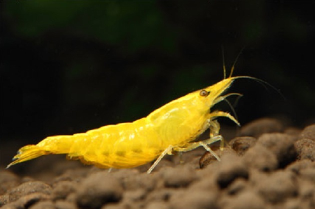 Crevette Néocaridina Yellow