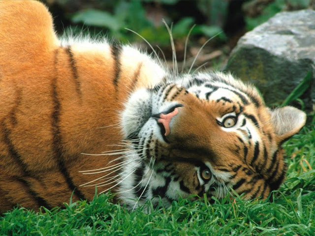 صور جميله للحيوانات صغيره Animals-wallpapers-siberian-tiger