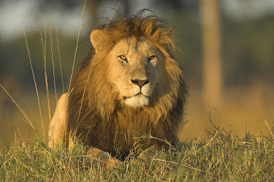 ¿ que clase de leon te gusta ,mas? African-lion-masai