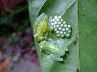 (WRG)معلومات مدهشة عن الضفادع..كِــحُ Glass-frogs-on-leaf