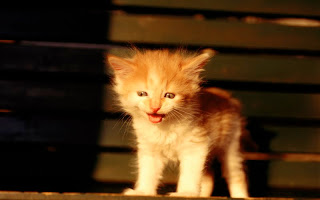 صور قطط جديده ، صور قطط صغيره ، صور قطط منوعه ، صور قطط للتصميم ، قطط ، 2011 ، 2012  Wallcate.com%20%2854%29