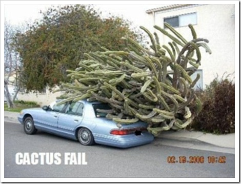 Funny photos!!!! Cactus_car_fail%255B2%255D