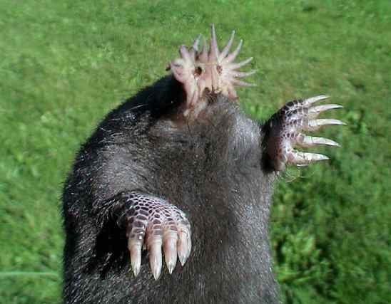 The star-nosed mole has an extra pair of hands... on his nose! Star-nosed-mole-1