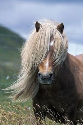 Spott Tour%2BScotland%2BPhotograph%2BShetland%2BPony%2BShetland%2BIslands