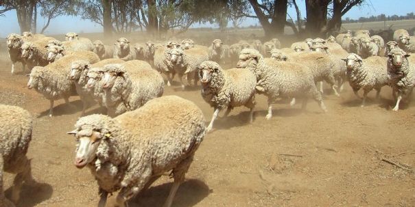 La Spiritualité (2) ~ Eric Baret Moutons-australie_417