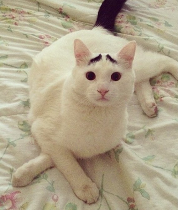 Sam - "The Cat with Eyebrows" Cat-with-eyebrows-09