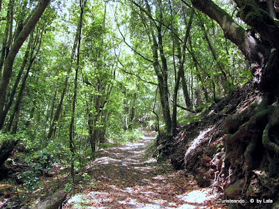 Renunciar... Resistirse... Bosque-laurisilva