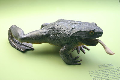 اغرب الضفادع 800px-Goliath_Frog%5B1%5D