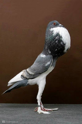 விசித்திர புறாக்கள் : Groomed Pigeons  3