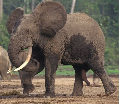 El rey pidió perdón - no sé porqué. Nuevos detalles sobre la cacería. Elefante_macho