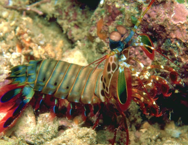 10 اسماك ملونه غريبه في عالم البحار Mantis-Shrimp11