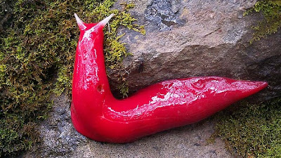 أغرب مخلوق على وجه الأرض Art-pink-20slug-620x349