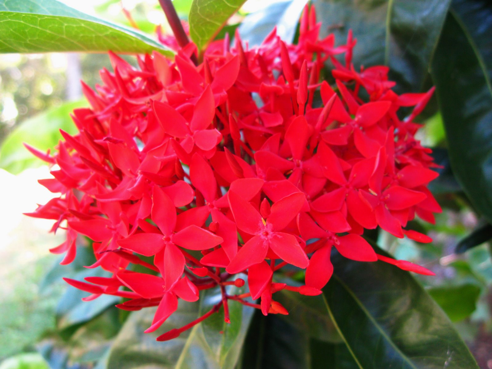 VƯỜN CÂY ĐV II - Page 36 IXORA%2BCOCCINEA