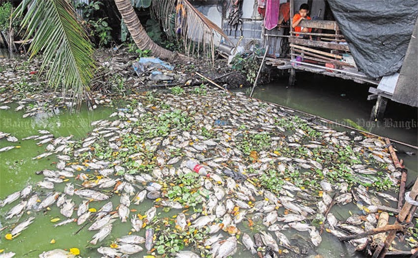 Thaïlande: Des milliers de poissons morts apparaissent subitement dans un étang à Bangkok Thailand_dead_fish