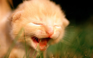 صور قطط جديده ، صور قطط صغيره ، صور قطط منوعه ، صور قطط للتصميم ، قطط ، 2011 ، 2012  Wallcate.com%20%2828%29