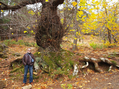 abrazar un arbol re-equilibra nuestras energias PB206183