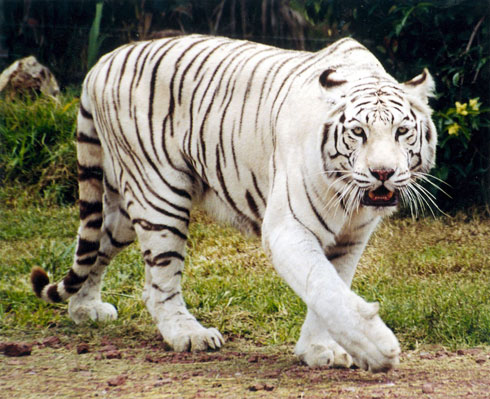 Shiba Caname ✓ Tigre-blanco%25255B1%25255D