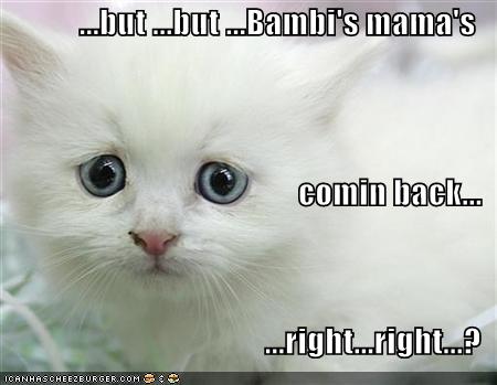 Imagenes Graciosas XD - Página 24 Funny-pictures-sad-white-kitten-bambi-mom